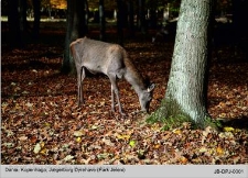 Dania, Kopenhaga Jægerborg Dyrehave (Park Jeleni)