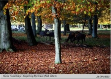 Dania, Kopenhaga Jægerborg Dyrehave (Park Jeleni)
