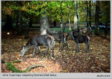 Dania, Kopenhaga Jægerborg Dyrehave (Park Jeleni)