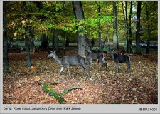 Dania, Kopenhaga Jægerborg Dyrehave (Park Jeleni)