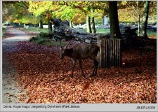 Dania, Kopenhaga Jægerborg Dyrehave (Park Jeleni)