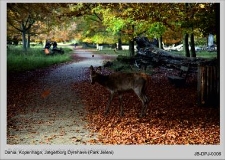 Dania, Kopenhaga Jægerborg Dyrehave (Park Jeleni)