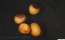 nasiona