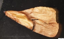 nasiona