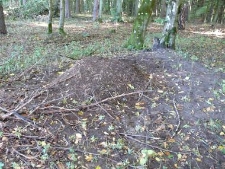 Drawieński Park Narodowy