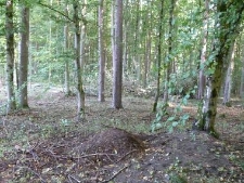 Drawieński Park Narodowy