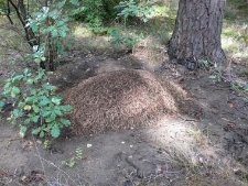 Drawieński Park Narodowy