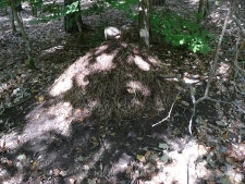 Drawieński Park Narodowy