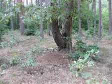 Drawieński Park Narodowy