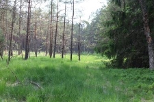 Rezerwat Bagnisko Niedźwiady