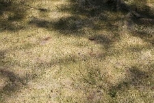 Rezerwat Bagnisko Niedźwiady