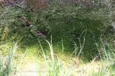 Rezerwat Bagnisko Niedźwiady