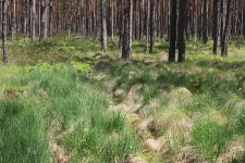 Rezerwat Bagnisko Niedźwiady