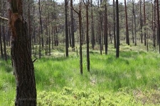 Rezerwat Bagnisko Niedźwiady