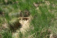 Rezerwat Bagnisko Niedźwiady