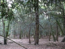 Rezerwat Cisy Staropolskie we Wierzchlesie