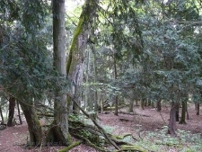 Rezerwat Cisy Staropolskie we Wierzchlesie