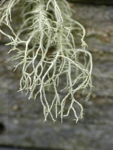 Rezerwat Małe i Duze Sitno