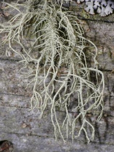 Rezerwat Małe i Duze Sitno