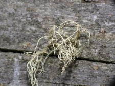 Rezerwat Małe i Duze Sitno