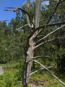 Rezerwat Małe i Duze Sitno