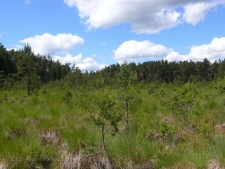 Rezerwat Małe i Duze Sitno