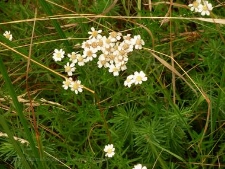 Achillea ptarmica-01