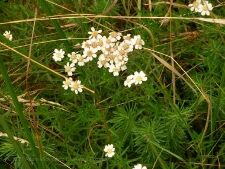 Achillea ptarmica-01