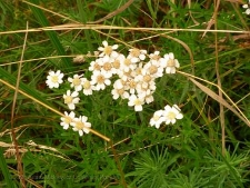 Achillea ptarmica-02