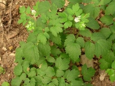 Actaea spicata-01