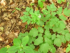 Actaea spicata-02