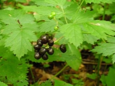 Actaea spicata-03