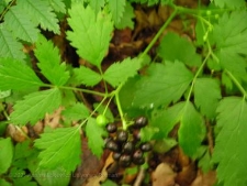 Actaea spicata-04