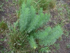 Adonis vernalis-01