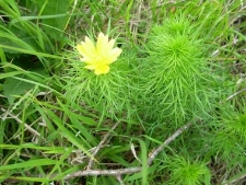 Adonis vernalis-03