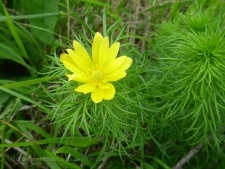 Adonis vernalis-05