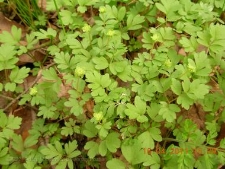 Adoxa moschatellina-01