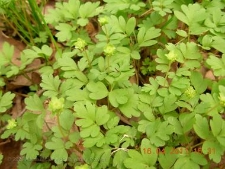 Adoxa moschatellina-02