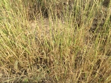 Aegilops cylindrica-03