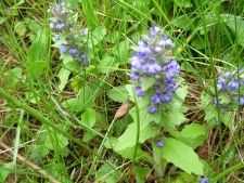 Ajuga genevensis-03