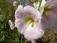 Alcea rosea-02