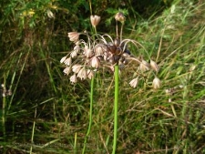 Allium oleraceum-03