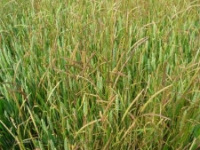 Alopecurus myosuroides-01