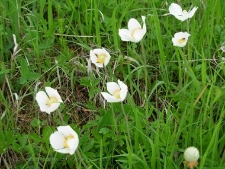 Anemone silvestris-03