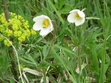 Anemone silvestris-07