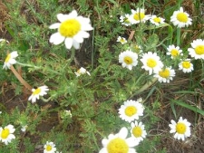 Anthemis austriaca-02