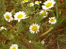 Anthemis austriaca-03