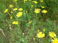 Anthemis tinctoria-04