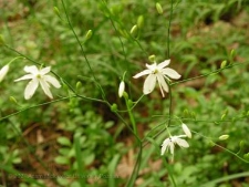 Anthericum ramosum-05