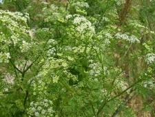 Anthriscus silvestris-01